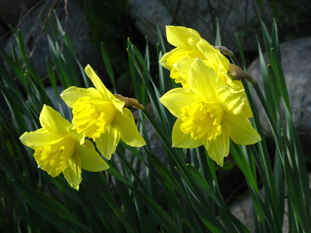 daffodils, foto Ole Husby, cc by sa 2.0