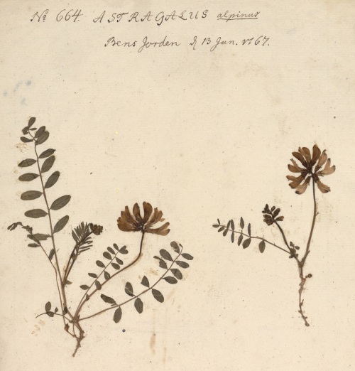 astragalus alpinus, van Tromsø, 1767, Gunnerus herbarium, NTNU Vitenskapsmuseet, cc by 2.0